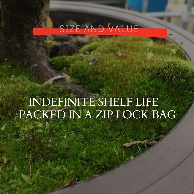 Moss Spores for Bonsai Trees - Covers Up to Three