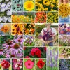 Eden Brothers Southeast Wildflower Mixed Seeds for Planting, 1/4 lb,