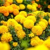 GardeningTreasures 75+ Giant Crackerjack Mix Marigold seeds