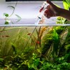 LINLAN 15.7-in Stainless Steel Aquarium Plant Fertilizer Injector Kit -