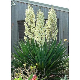 Adam's Needle 30 Seeds - Yucca Filamentosa Succulent Seeds, Hardy Yucca Flower Seeds, Drought Tolerant Shrubs, Yucca Plant Seeds for Planting