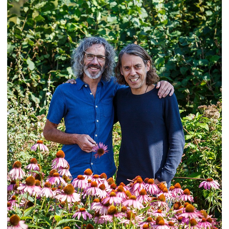 Pukka - Wild Apple & Cinnamon with Ginger Tea -