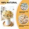 4000+ Dried Babys Breath Flowers Bulk - 17" Ivory White