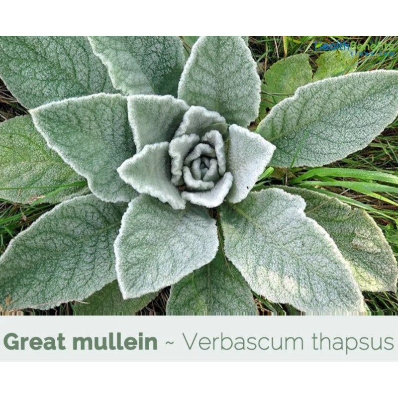 Evans Organics Mullein Leaf Herbal Tea For Respiratory Support