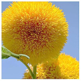 Teddy Bear - Fluffy, Dwarf Sunflower Seeds - 30 Seeds - Up to 40" Tall