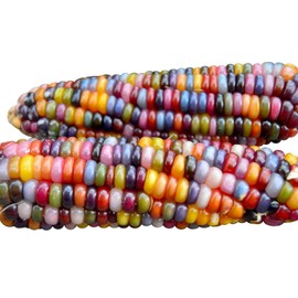100 Glass Gem Corn Seeds Non-GMO Popcorn Delicious Jewel-Toned Glass-Like Kernels Grown in USA Rare Ornamental and Edible HARLEY SEEDS