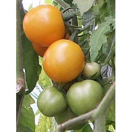 Sundrop Tomato Seeds