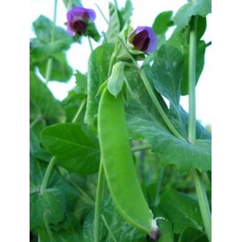 Swiss Giant Snow Pea Seeds- 20+ Seeds by Ohio Heirloom Seeds