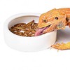 RunXF Reptiles Bowl Ceramics Dish 3.9 x 1 inch Round