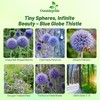 Outsidepride Blue Globe Thistle Seeds - 1000 Pcs Perennial, Drought