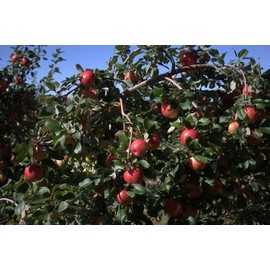 Honeycrisp Apple Trees Bareroot 2-3 feet Tall-Aromatic, Juicy Fruit-Compact, Tidy Tree!! (2)