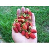 22Day Seeds: Seeds Alpine Strawberry 4 Seasons/Everbearing/All Year Round/Non GMO/Heirloom