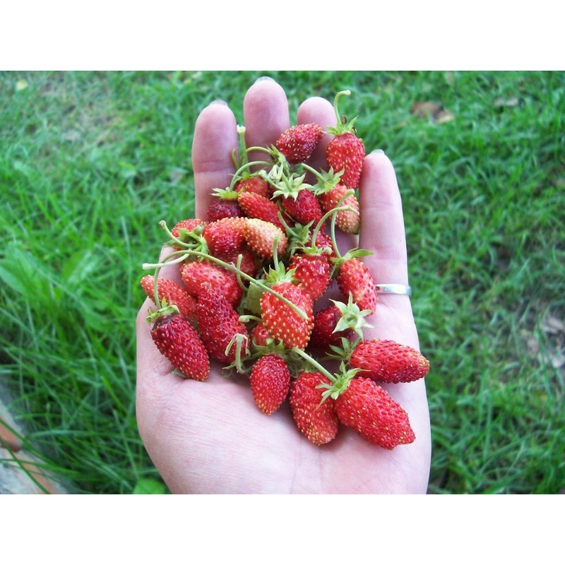 22Day Seeds: Seeds Alpine Strawberry 4 Seasons/Everbearing/All Year Round/Non GMO/Heirloom