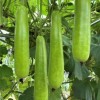 Nygardenia 35pcs Long Bottle Gourd Seeds - Non-GMO Calabash Gourd