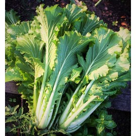 TomorrowSeeds - Michihili Chinese Cabbage Seeds - 1000+ Count - for 2025 Planting USA Garden Asian Leafy Spinach Vegetable Bok Choy Non-GMO Heirloom Grow Your Own Home Farm Patio Healthy Sustainable