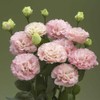 Eden Brothers Lisianthus Seeds - Corelli Peach