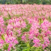 Outsidepride 2000 Seeds Annual Pink Cleome Spider Flower Seeds for