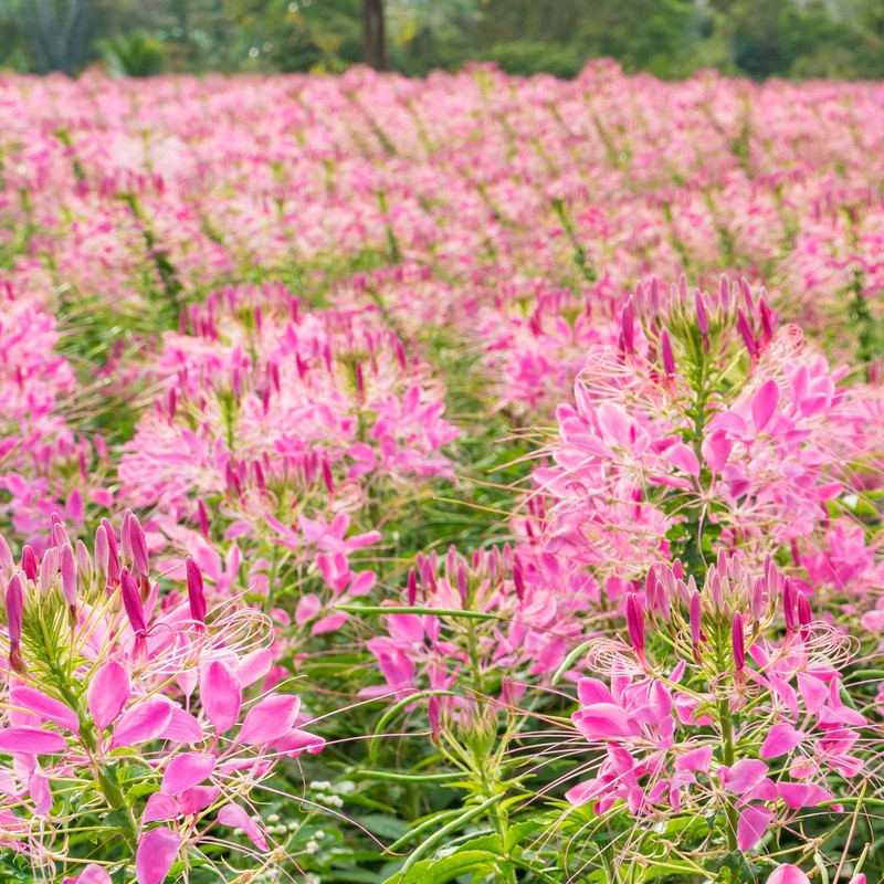 Outsidepride 2000 Seeds Annual Pink Cleome Spider Flower Seeds for