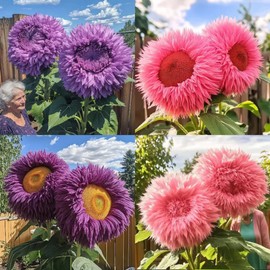 150+ Rare Sunflower Seeds for Planting Giant Teddy Bear Sunflowers Non-GMO Heirloom Seeds for Home Garden Outdoors - Attracts Pollinators