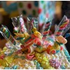 Sour Gummy Candy Mix | 2-Pound Pack | Belts, Peach
