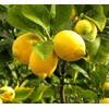Generic Lemon Tree Seeds (Citrus Limon) (20 Seeds), Yellow