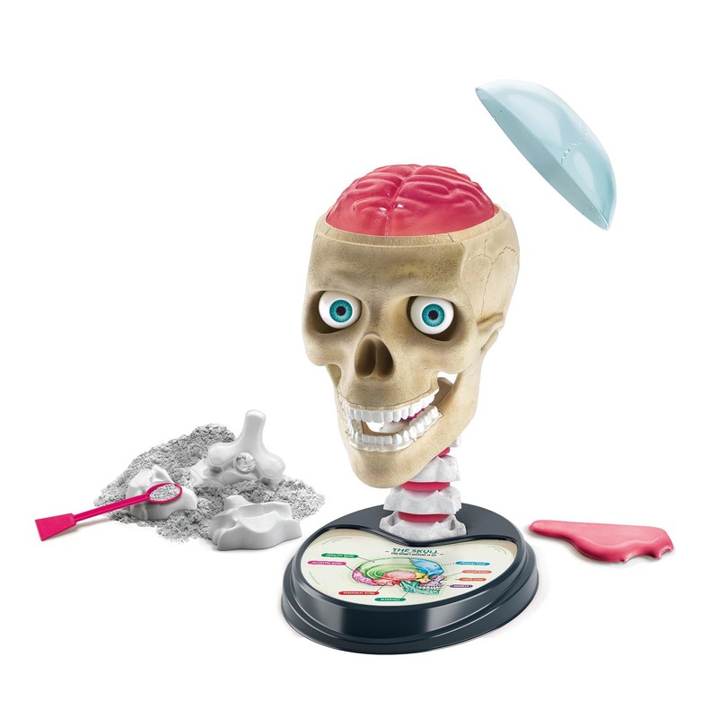 Clementoni 61520 Science&Play Crazy Anatomy Scientific Kit for Children-Ages 8