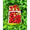 Strawberry 20 Seeds for Growing Non-GMO