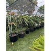 Cactus 9 Delicious Dragon Fruit cuttings 8-14 inches long check
