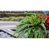 Juecao Large Artificial Boston Fern 68" Fake Ferns Silk Artificial