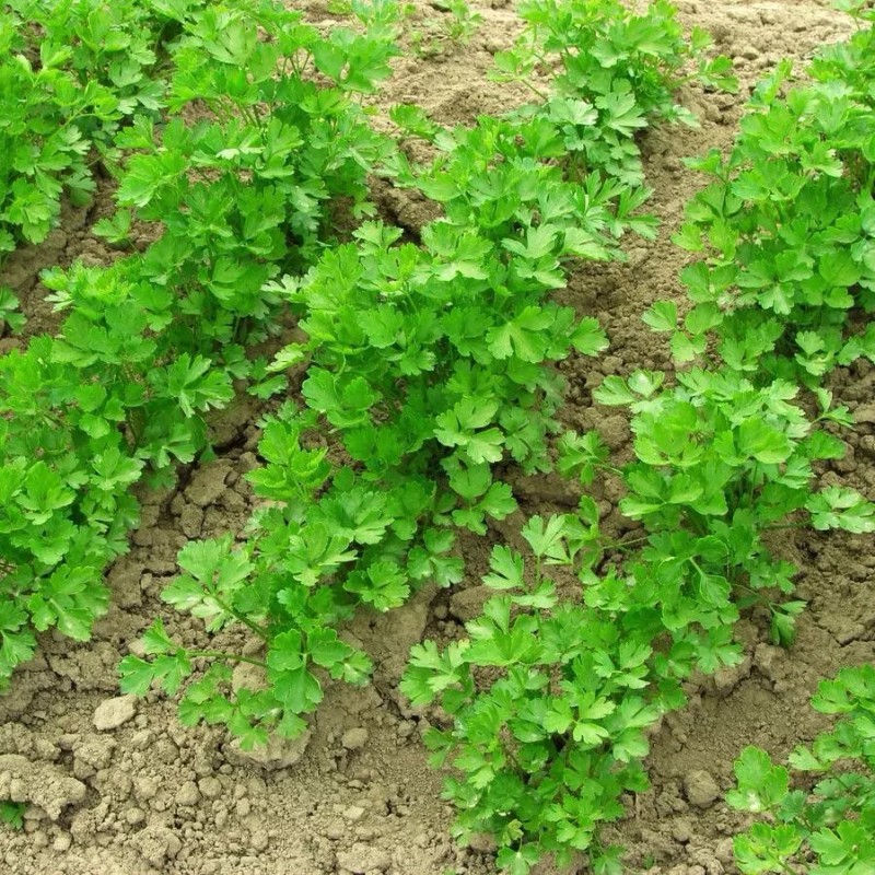 ATLAS Cilantro -Atlas Aroma