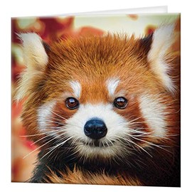 3D LiveLife Greeting Card - Baby Red Panda from Deluxebase. Lenticular 3D Blank Greeting Cards with Envelopes. Cute Red Panda All Occasion Greeting Cards featuring Original Artwork by David Penfound.