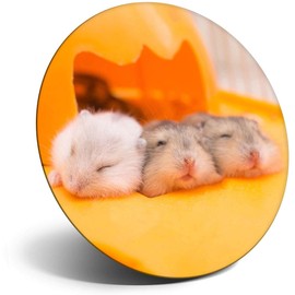 Destination Vinyl ltd Magnet for Refrigerator, Fridge - Cute Trio of Gerbils Rodent for Office, Cabinet and Whiteboard, Magnetic Stickers, 12957