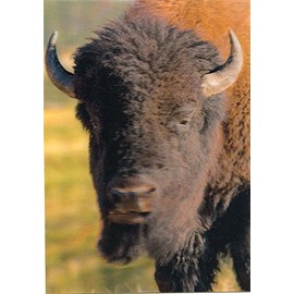 American Bison - 3D Lenticular Postcard Greeting Card