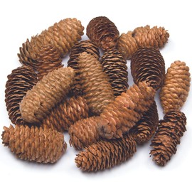 Baker Ross AF922 Long Pine Cones Value Pack — Ideal for Kids' Arts and Crafts, Christmas, Sensory Stimulation, and More (Pack of 20), Natural, 250g