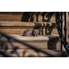 Roman Garden - Bronze Sleeping Cat Statue, 3.5H, Garden Collection,