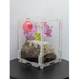 Jumping Spider Enclosure Starter Kit (Pink)