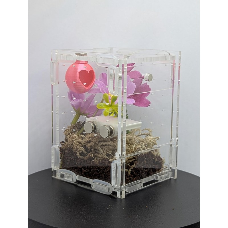 Jumping Spider Enclosure Starter Kit (Pink)