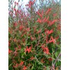 Home-Growth Anisacanthus Quadrifidus, Flame Acanthus, Wrightii - 20 Seeds 2025