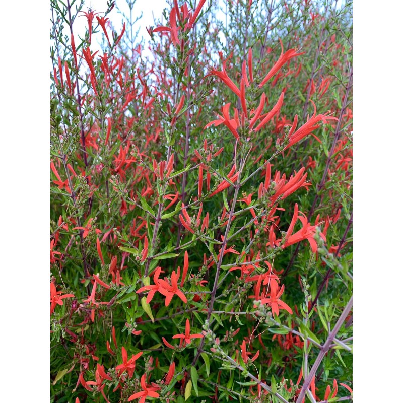 Home-Growth Anisacanthus Quadrifidus, Flame Acanthus, Wrightii - 20 Seeds 2025