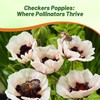 Outsidepride Papaver Orientale Poppy Seeds for Planting - 100 Pcs.