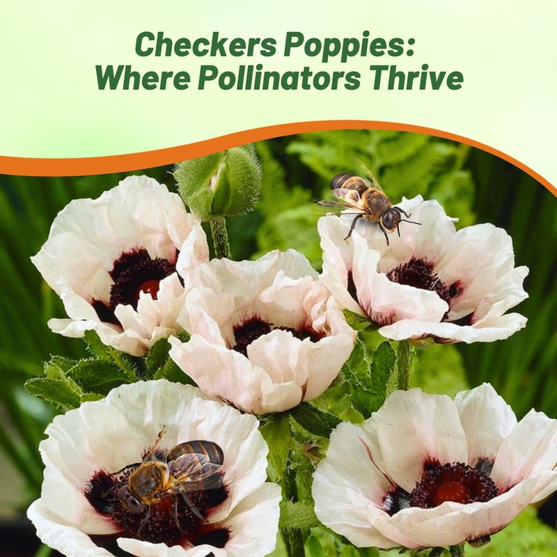 Outsidepride Papaver Orientale Poppy Seeds for Planting - 100 Pcs.