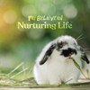 Small World Rabbit Food Pellets – Complete Feed for Rabbits