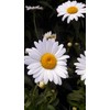 Leucanthemum X Superbum 'Becky' (Shasta Daisy) Perennial, white flowers, 1