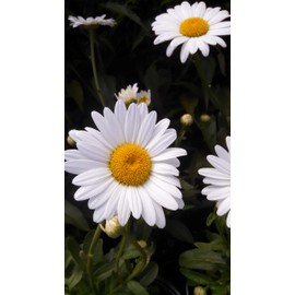 Leucanthemum X Superbum 'Becky' (Shasta Daisy) Perennial, white flowers, 1 - Size Container