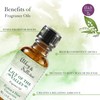 Abbey & Sullivan Fragrance Oil, Lily of The Valley, 1