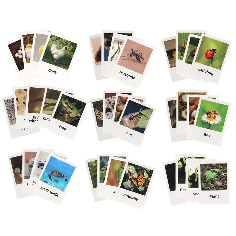 Montessori Frog Life Cycle Flash Cards, Plastic Insects Tadpole to