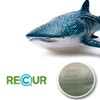 Gemini&Genius Sea Animal Whale Shark Action Figure Wild Model Toy
