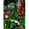 Hollyhock Single Mixed Colors - 250 Seeds - Long Blooming