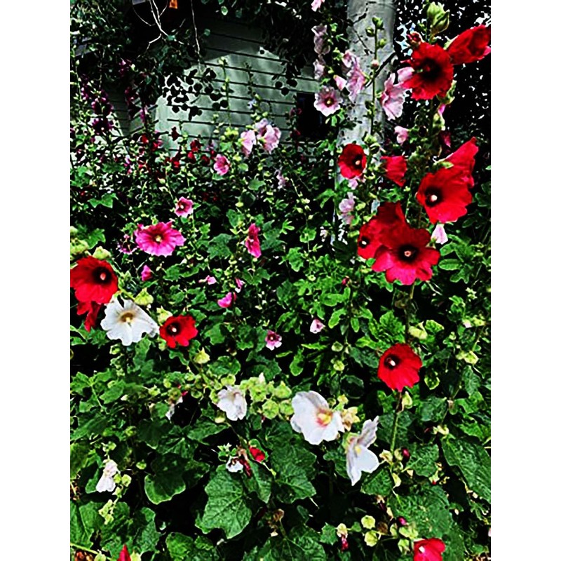 Hollyhock Single Mixed Colors - 250 Seeds - Long Blooming