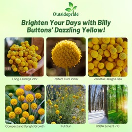 Outsidepride Billy Button Craspedia Globosa Seeds - 2000 Pcs Perennial, Hardy & Drought Tolerant, Flower Seeds for Planting w/Yellow Spherical Blooms, Ideal for Cut Flower & Pollinator Gardens